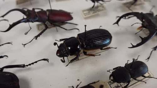Insect Collection 11