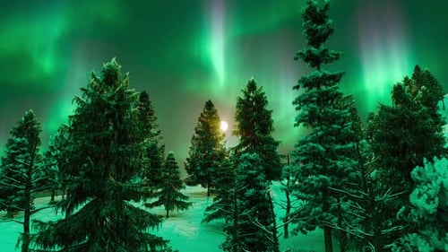 Clean Winter Forest And Northern Lights
