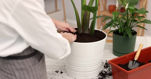 Woman Gardening: Close-up of Hands Planting Potted Plant