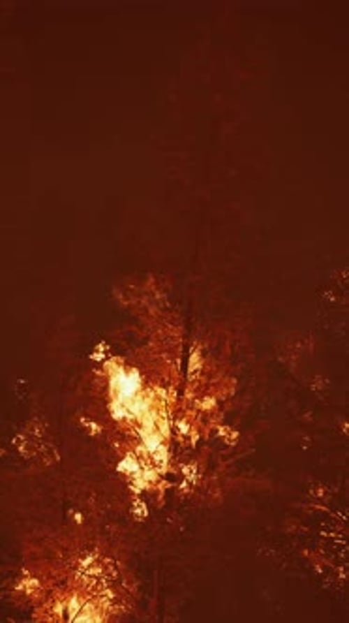 Wildfire Burns Ground in Forest