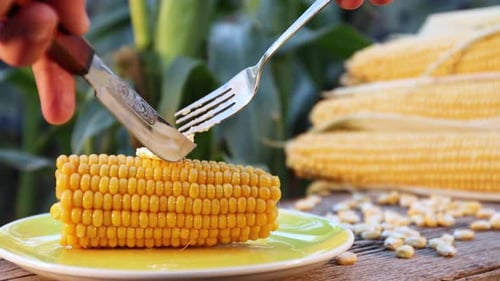 Boiled corn in nature. Close-up.