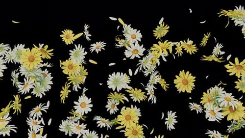 Wunderschöne Daisy Flower Burst Explosion