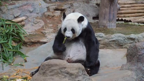 Cute Lazy Panda in a Park Eating Bamboo