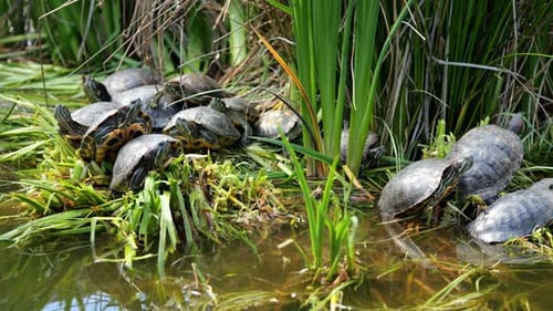 Schildkröten sitzen am grasbewachsenen Ufer des Green Lake neben Schilf