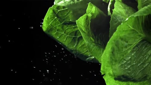 Fresh Green Lettuce Leaves with Water Droplets