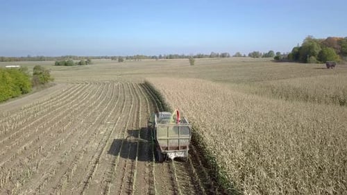 Closing in to a corn harvester, working on the field, aerial shot