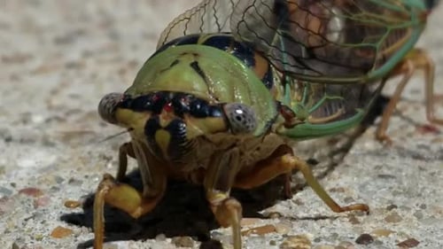 Duas grandes circadas de acasalamento no Texas