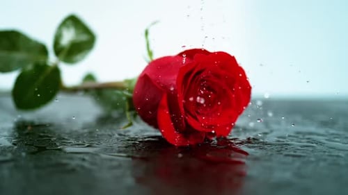 Der anmutige Abstieg einer leuchtend roten Rose, geschmückt mit zarten Blättern, während sie sanft auf eine