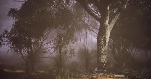 Misty Forest Landscape with Trees and Shrubs During Twilight in Nature