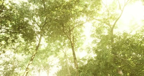 Light Filters Through Lush Trees in a Serene Forest During Golden Hour