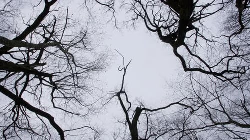 A View of the Black Crowns of Winterautumn Bare Large Oaks