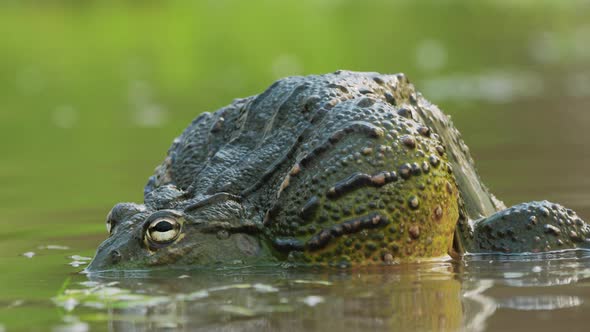 Two African Bullfrogs Making Love Or Mating In Algae Covered Pond ...