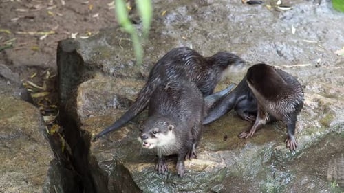 Groupe de petites loutres à griffes orientales, également connues sous le nom de loutre à petites griffes d'Asie