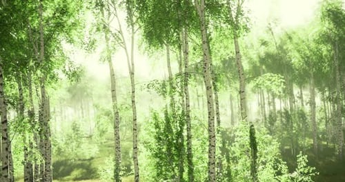 Lush Green Forest Basking in Soft Morning Light Creates Serene Atmosphere