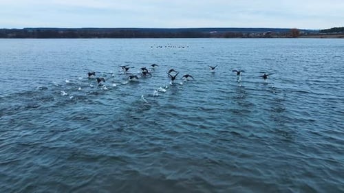 Birds Taking Flight Across Quiet Lake in Rural Setting
