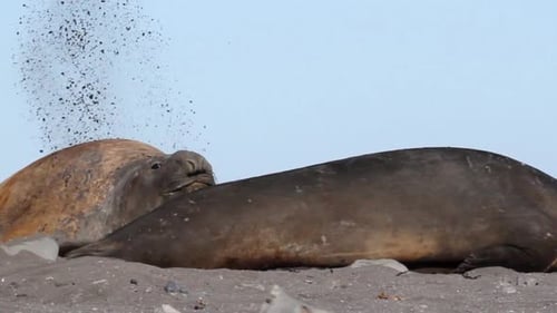 Elephant Seals