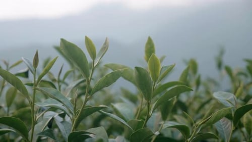 Green Tea Leaves Close Up