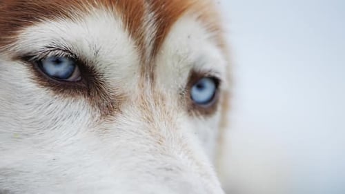 Vista de cerca en cámara lenta del husky siberiano con hermosos ojos azules