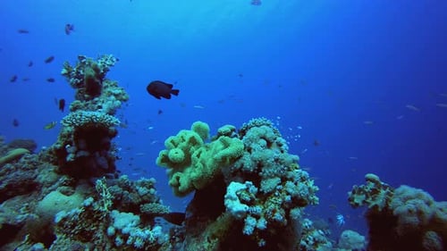 Colourful Fish and Soft Coral