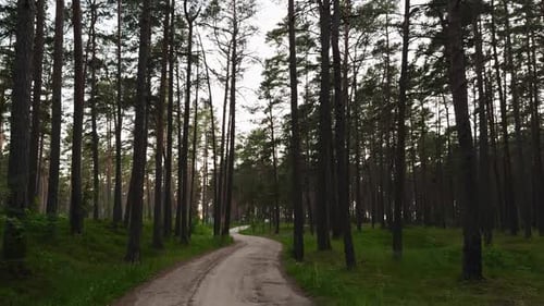 Plongez dans un environnement forestier paisible en suivant un chemin serein entouré de forêts luxuriantes