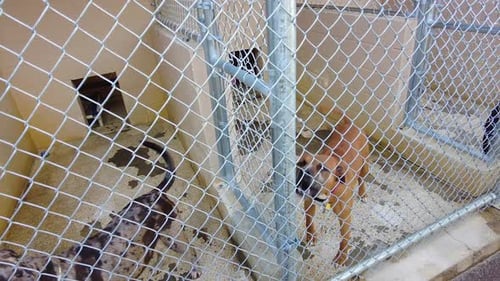 Dogs in a kennel or animal shelter