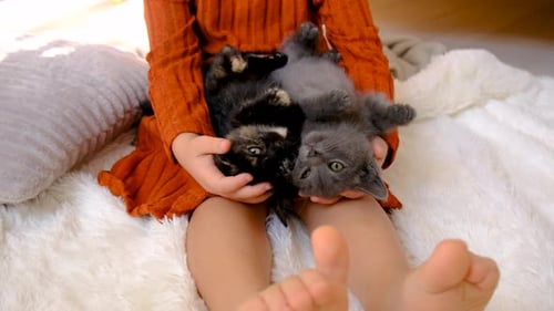 Child Holds Two Cute Kittens at Home