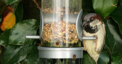 House sparrow , adult, male, eating on a bird feeder, France