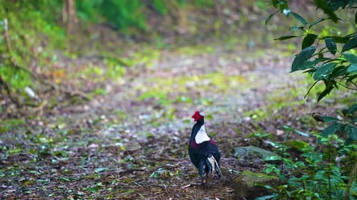 Male adult Svensson's Pheasant (Lophura swinhoii)