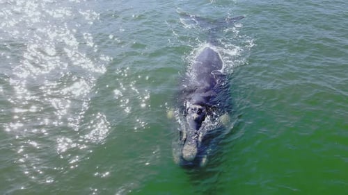 La ballena franca austral, de color atigrado, Eubalaena australis nada pausadamente desde el aire