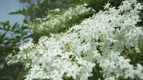 Blooming Elderberry Tree in Spring