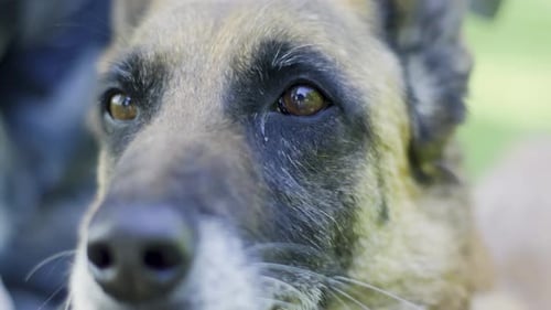 Dog Close Up of Loyal German Shepherd