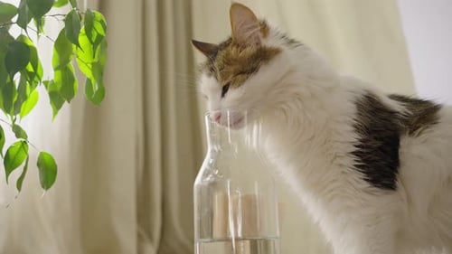 Fluffy Cat Drinking Water from Glass Carafe