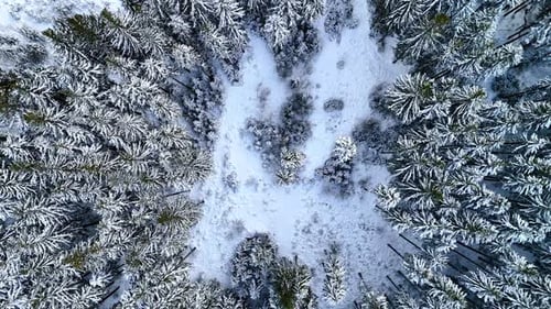Snow covers the pine tree woods and meadows. Drone footage over the forest in winter.