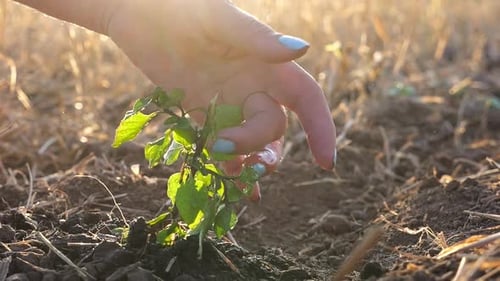 Close Up to Female Hand Gentle Stroking Fresh Leaves of Green Sprout on Meadow at Sunset Caring for