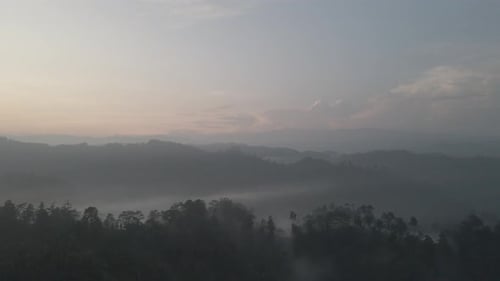 Aerial Foggy green forest with canopies of spruce trees and sunrise rays shining through branches in