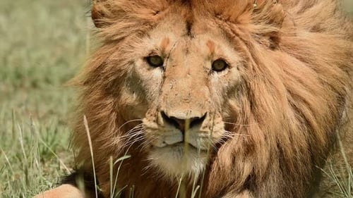 Reifer schöner männlicher Löwe, der auf dem Grasland von Tansania ruht