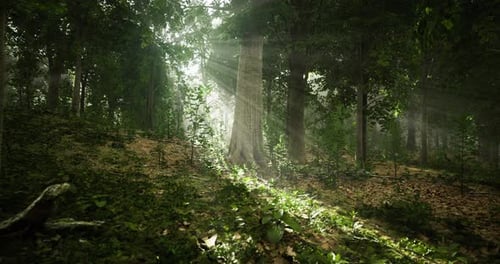 Sunlight Filters Through a Tranquil Forest in the Early Morning Hours
