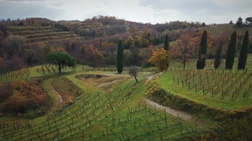 Orbit Shot Of Wonderful Vineyard in Italy Over A Summit In Agriculture Field