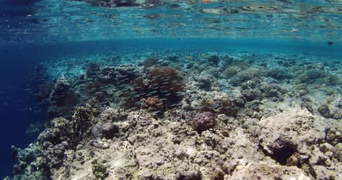 Ocean Coral Reef Scenery Corals with School of Fish Underwater in Tropical Blue Sea
