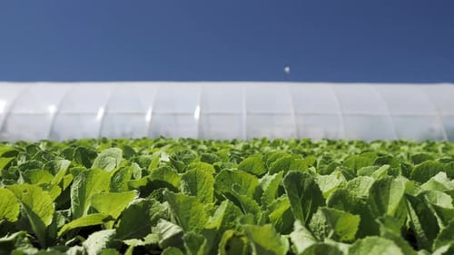 Camera Movement Along a Young Green Seedlings Сhinese Cabbage Near Greenhouse
