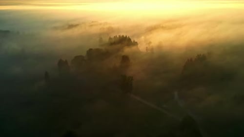 Silhouette of forest during foggy morning with bright sunrise, aerial view