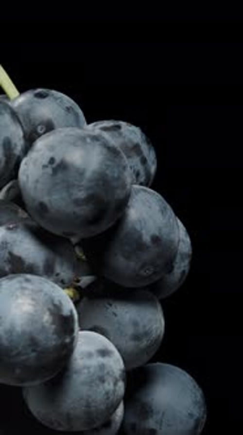 Vertical video. Two Bunches of Black Grapes rotate on a Black background, perfect round berries.