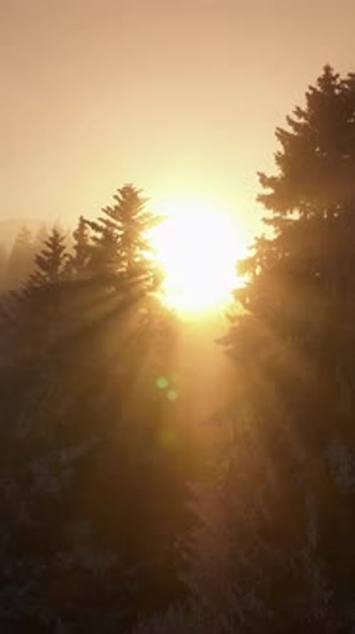Um nascer do sol sereno se desenrolando lindamente entre os pinheiros nebulosos à luz do início da manhã