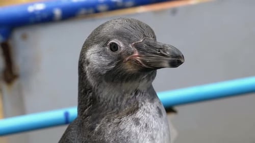 Los pingüinos en la jaula y las manos de los turistas en el zoológico abierto de Khao Kheow, Tailandia