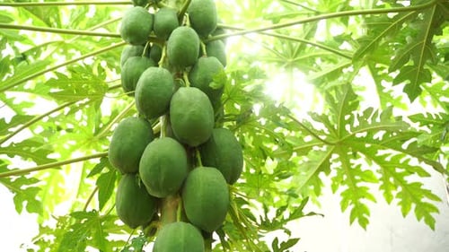 Group of green papaya on the tree, papaya on a plant the papaya tree.