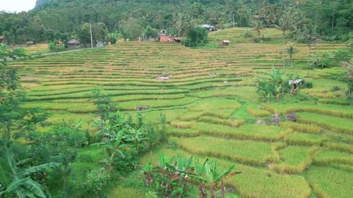 green rice fields
