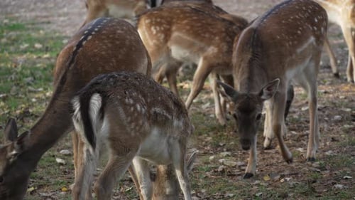 Deer Grazing in Forest