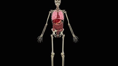 Anatomical 3d animation of a woman's human body.