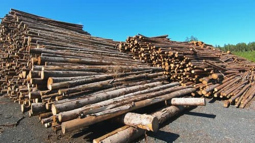 Pile of Cut Logs in Forest on Sunny Day