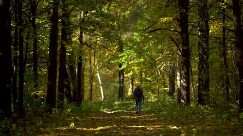 A Woman Walks Through an Autumn Forest in Search of Mushrooms